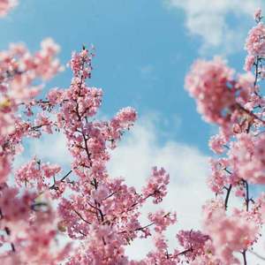 asianfemdom口舌奴
